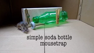 How to make ● a simple SODA BOTTLE HUMANE MOUSETRAP (that works!)