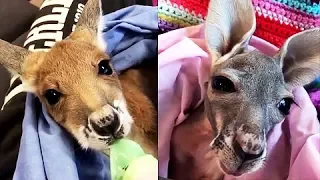 Funny and Cute Baby Kangaroos Videos Compilation | Cute Animals || Daily Overdose Videos