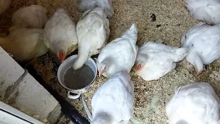 Ціна на Бройлера !!! Перший пішов 🦾🐔