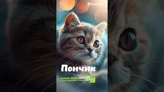 #Shorts 🐱  Благородные имена для котов 🐱 ориентируемся на породу