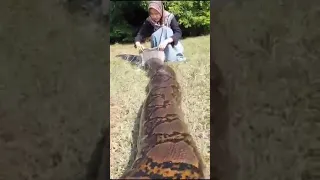 Seorang gadis membantu melepaskan kulit Ular Python raksasa