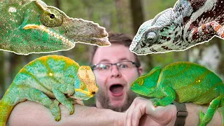 10 CHAMELEON SPECIES WE FOUND IN MADAGASCAR!!!