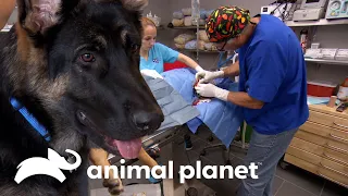 Mascota de apoyo emocional sufre compleja fractura de codo | Dr. Jeff, Veterinario | Animal Planet