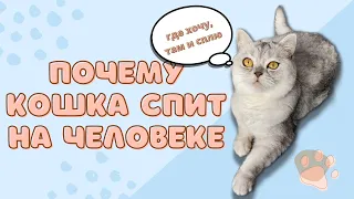 Смешные коты - Майя / Почему кошка любит спать на человеке #кошка #кот