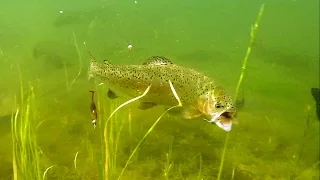 Bright vs dark:  hungry trout attack fishing lures in crystal clear water, underwater experiment.