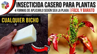 MATA casi el 100% de los BICHOS y PLAGAS de tus PLANTAS con este INSECTICIDA y FUNGICIDA CASERO