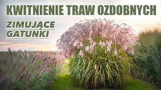 Kwitnące trawy ozdobne do ogrodu - tylko wieloletnie gatunki