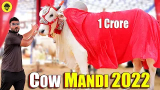 Biggest Cow Mandi 2022 (1 Crore) | Dumb Stories