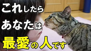 飼い主さん悶絶！猫が最愛の人だけに見せる行動【保護猫】