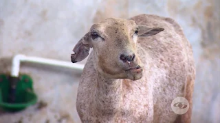 Mejore la calidad de la carne de sus ovinos - La Finca de Hoy