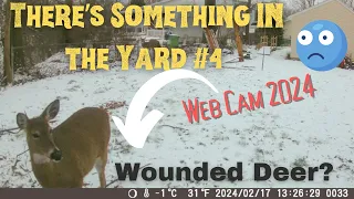 Trail Cam Videos Wounded Deer Backyard Trail Camera Trail Videos Wildlife Cleveland Ohio Ghost Cam