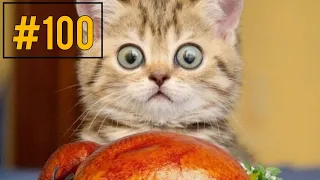 Funny and cute cat videos Compilation #100🥳