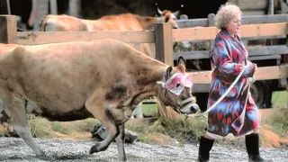 Old woman keeps prehistoric crocodile as a pet, feeds it a cow a day