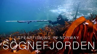 Spearfishing in Norway -  SOGNEFJORDEN 2020