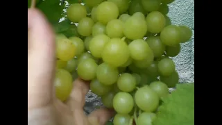 Виноград Прима Украины Grapes Prima of Ukraine