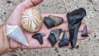 Hunting For Megalodon Shark Teeth & Fossil Seashells On Florida Dirt Roads!