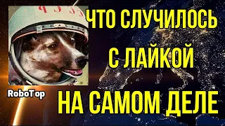 Что случилось с Лайкой на самом деле?