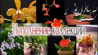 Орхидеи Заказ из Эквадора