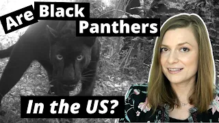 Did You Really See a Black Panther?