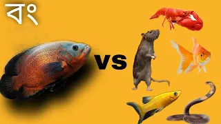 Top 5 Oscar fish eating live 🔥😱👹  | Oscar VS Snake & Mouse | Bong Aquatics