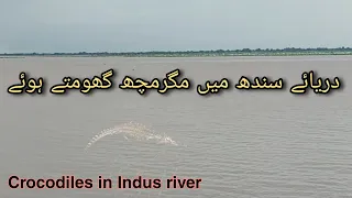 Crocodiles are wandering in Sindh (Indus) River | Daryae Sindhen Magarmach Dekhen