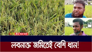 লবনাক্ত জমিতেই বেশি ধান