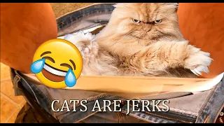 Cats being JERKS for 10 Minutes straight! 🐱😂 Try not to laugh