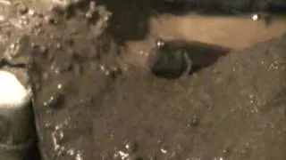 Mudskipper mud spit while digging burrow (slow motion)