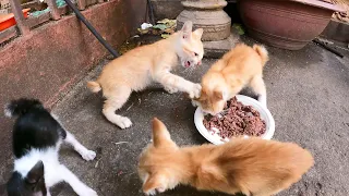 No mother kitten Very hungry fight for eat