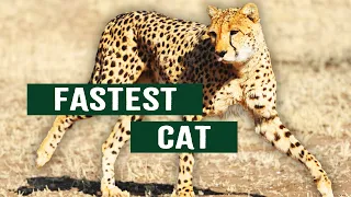 Cheetah: Africa's Fastest Animal Is In Critical Danger | Cheetah Price Of Speed | Apex Predator