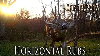 Horizontal Rubs - Top Bow Shooting Tips | Midwest Whitetail