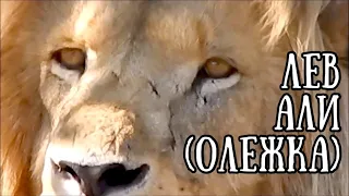 ❤️Я ВЕРНУСЬ! Лев АЛИ (Олежка). Life of #lions.