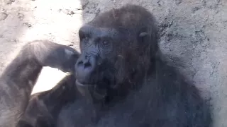 GORILLA PLAYS WITH BOY AT ZOO! Funny!