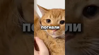 Отличия Американской школы от Русской🤔 кого вы пытаетесь обмануть 😂