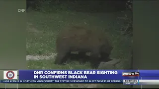 DNR confirms black bear sighting in southwest Indiana