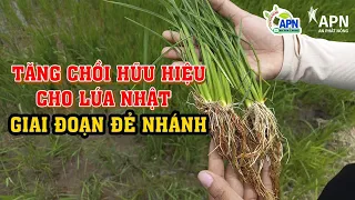 APN - CHĂM SÓC LÚA NHẬT GIAI ĐOẠN ĐẺ NHÁNH - TĂNG CHỒI HỮU HIỆU