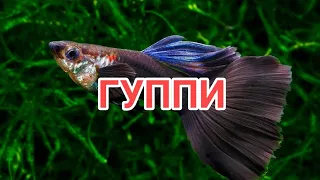 ГУППИ. СЕКРЕТЫ СОДЕРЖАНИЯ И УХОДА.