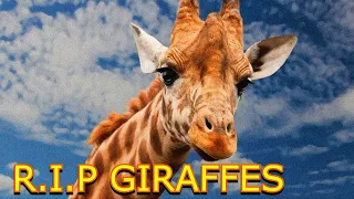 RIP GIRAFFES