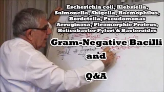 Gram-negative Bacilli