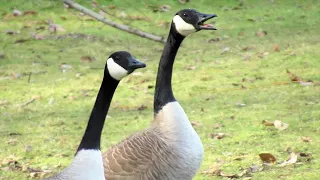 Canada Geese HONKING ANGRY Get into Fight with Flock