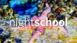 NightSchool: New Year, New Species