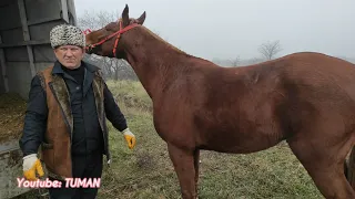 Урус-мартан Чечня, рынок Лошадей. Цены .