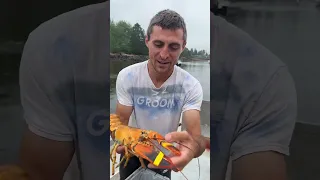 Calico Maine lobster