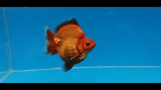 RYUKIN GOLDFISH GROOMED FOR TWO MONTHS!