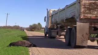 Road Hazard Clip