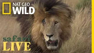 Meet the Lion Named ‘Scarface’ and His Lethal Pride | Nat Geo Wild