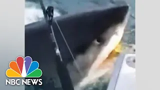 WATCH: Great White Shark Swims Up To Boat, Gives Fishermen A 'Jaws' Moment | NBC News