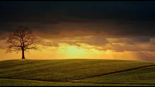 Birdsong Dawn Chorus, Relaxing Nature Sounds