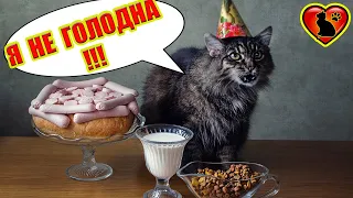 Почему Кошка Отказывается от Еды?! Основные Причины!