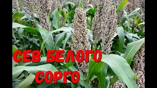 Сеем Сорго сеялкой точного высева ТСМ - 4150 а/Сев Белого Сорго/Когда Сеять Сорго.